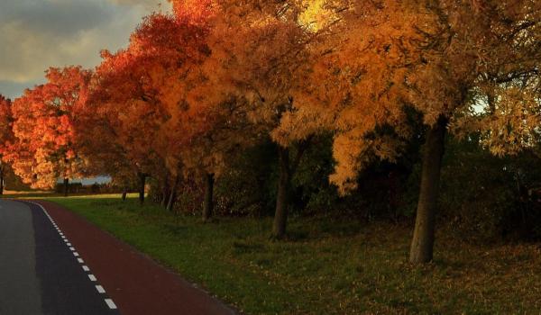 vanilla-autumn-street-trees